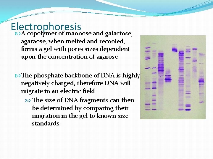 Electrophoresis A copolymer of mannose and galactose, agaraose, when melted and recooled, forms a