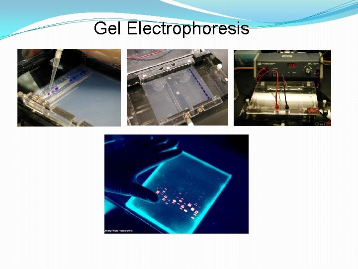 Gel Electrophoresis 