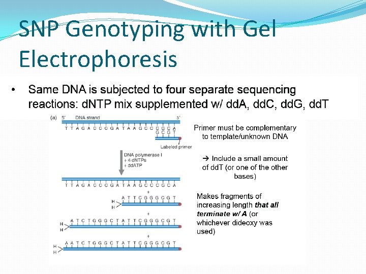 SNP Genotyping with Gel Electrophoresis 