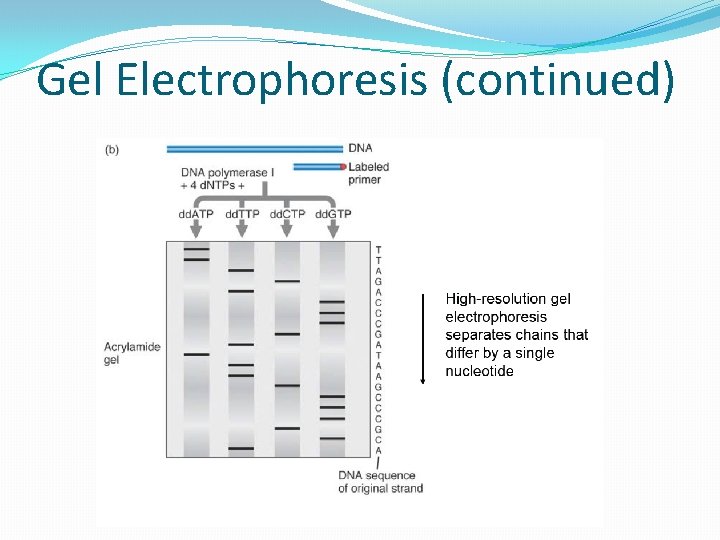 Gel Electrophoresis (continued) 