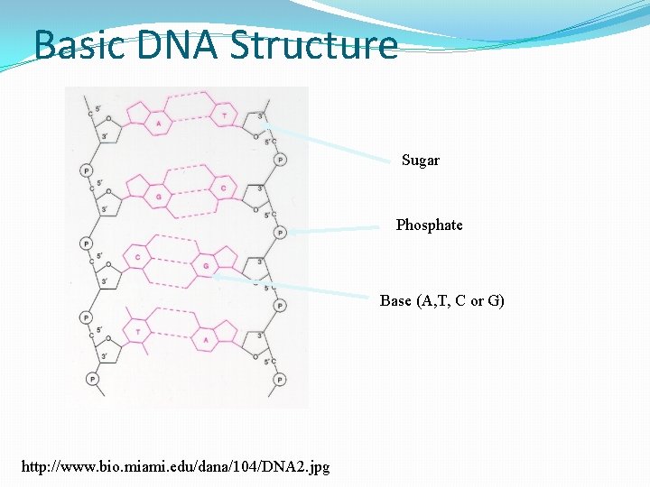 Basic DNA Structure Sugar Phosphate Base (A, T, C or G) http: //www. bio.