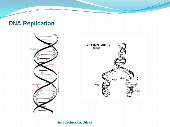 DNA Replication from bioalgorithms slide 98 