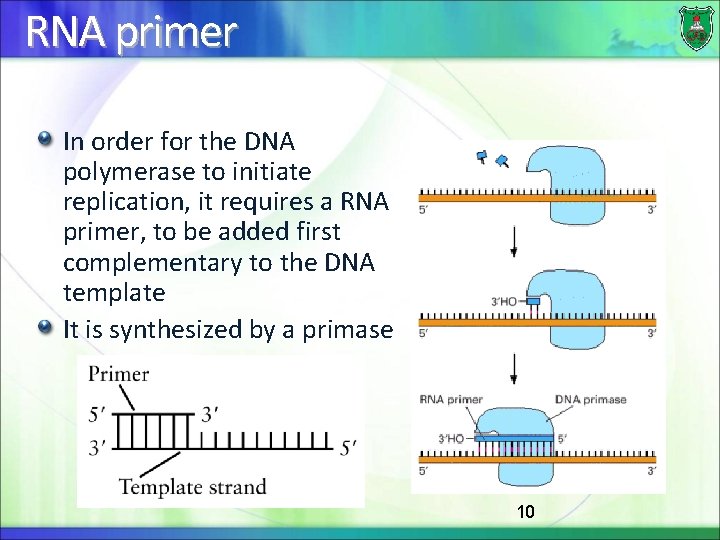 RNA primer In order for the DNA polymerase to initiate replication, it requires a