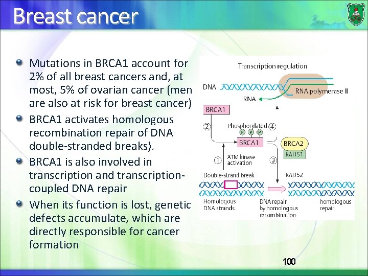 Breast cancer Mutations in BRCA 1 account for 2% of all breast cancers and,
