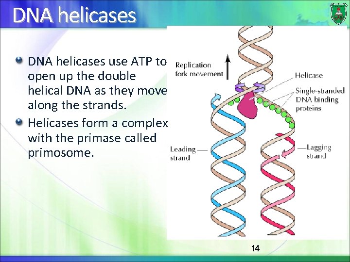 DNA helicases use ATP to open up the double helical DNA as they move