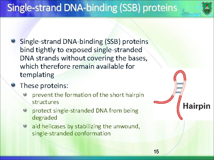 Single-strand DNA-binding (SSB) proteins bind tightly to exposed single-stranded DNA strands without covering the