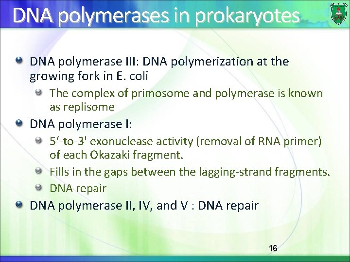 DNA polymerases in prokaryotes DNA polymerase III: DNA polymerization at the growing fork in