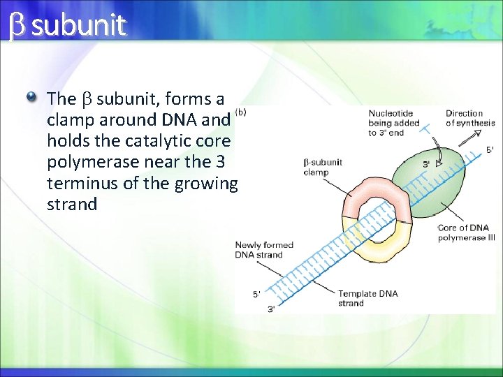  subunit The subunit, forms a clamp around DNA and holds the catalytic core
