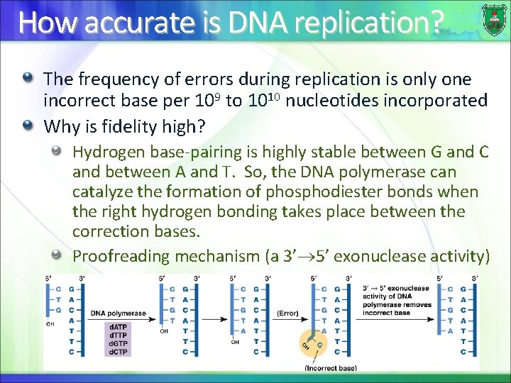 How accurate is DNA replication? The frequency of errors during replication is only one