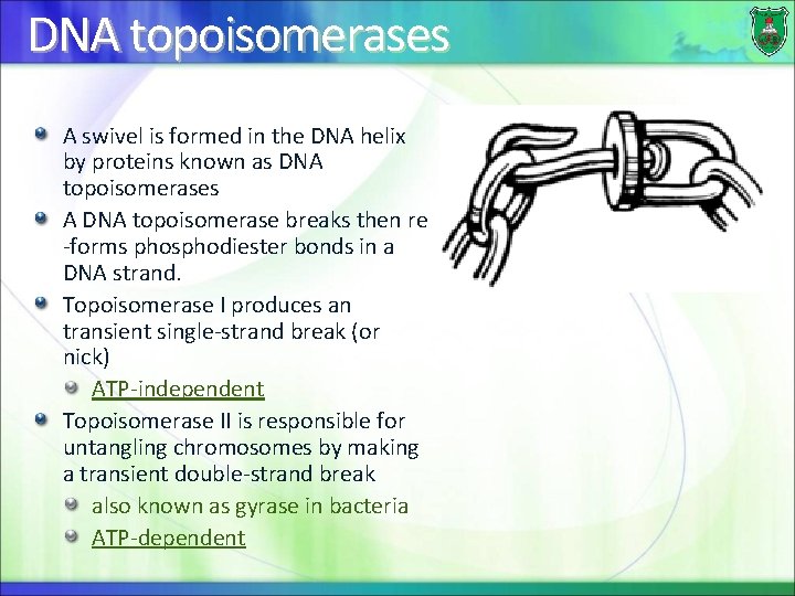 DNA topoisomerases A swivel is formed in the DNA helix by proteins known as