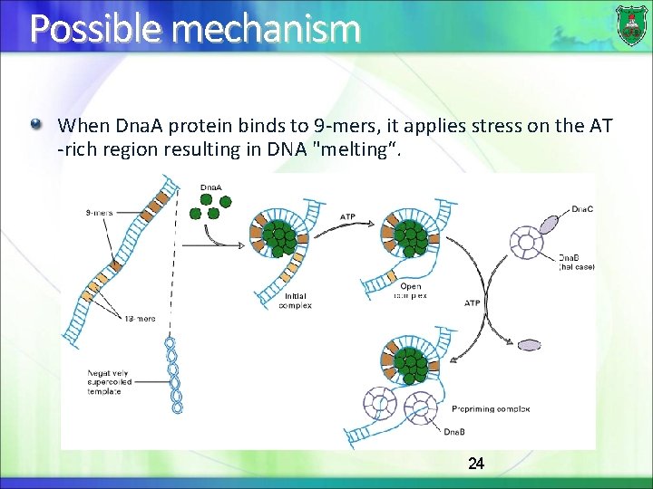 Possible mechanism When Dna. A protein binds to 9 -mers, it applies stress on