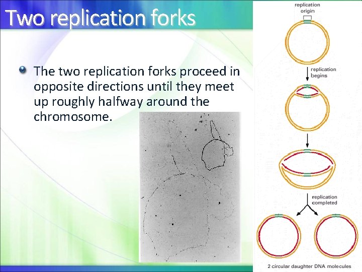 Two replication forks The two replication forks proceed in opposite directions until they meet