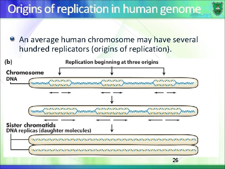 Origins of replication in human genome An average human chromosome may have several hundred