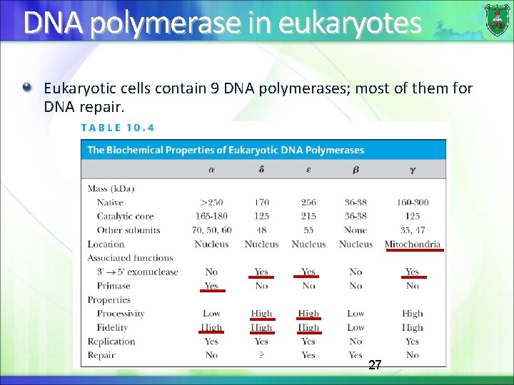 DNA polymerase in eukaryotes Eukaryotic cells contain 9 DNA polymerases; most of them for