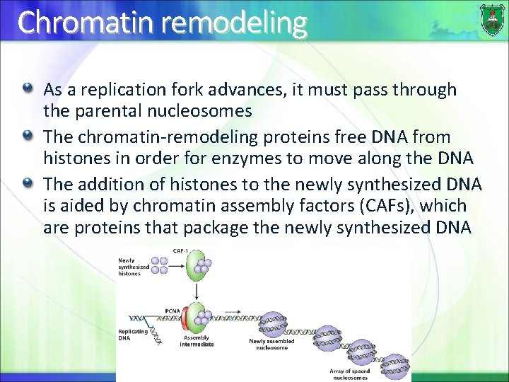 Chromatin remodeling As a replication fork advances, it must pass through the parental nucleosomes