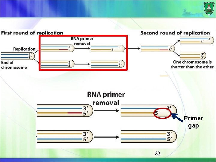 Primer gap 33 