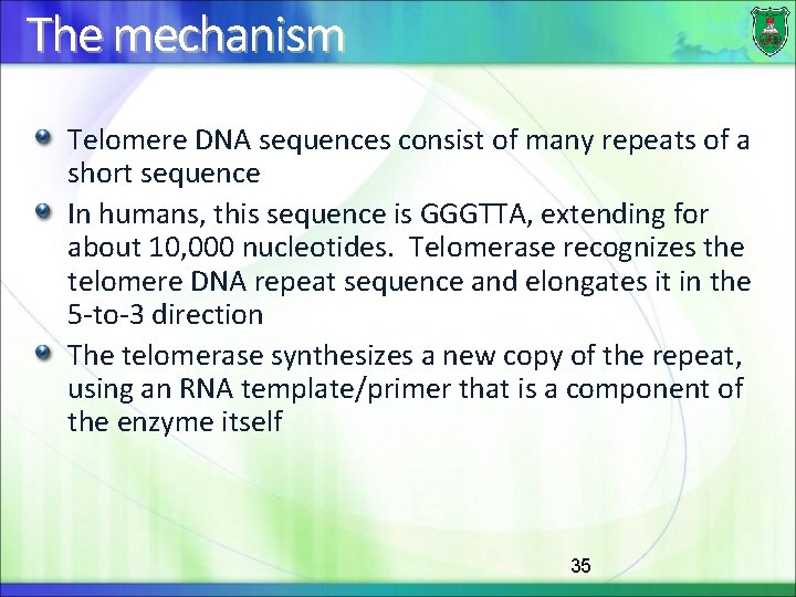The mechanism Telomere DNA sequences consist of many repeats of a short sequence In