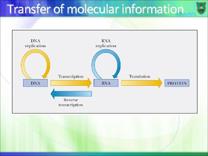 Transfer of molecular information 