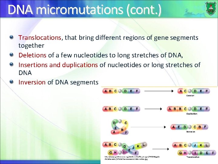 DNA micromutations (cont. ) Translocations, that bring different regions of gene segments together Deletions