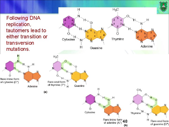 Following DNA replication, tautomers lead to either transition or transversion mutations. 48 