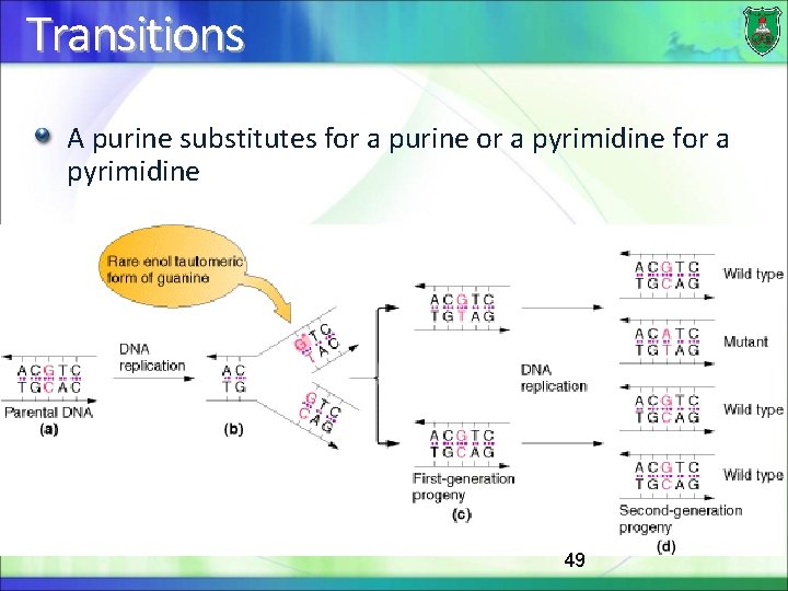 Transitions A purine substitutes for a purine or a pyrimidine for a pyrimidine 49