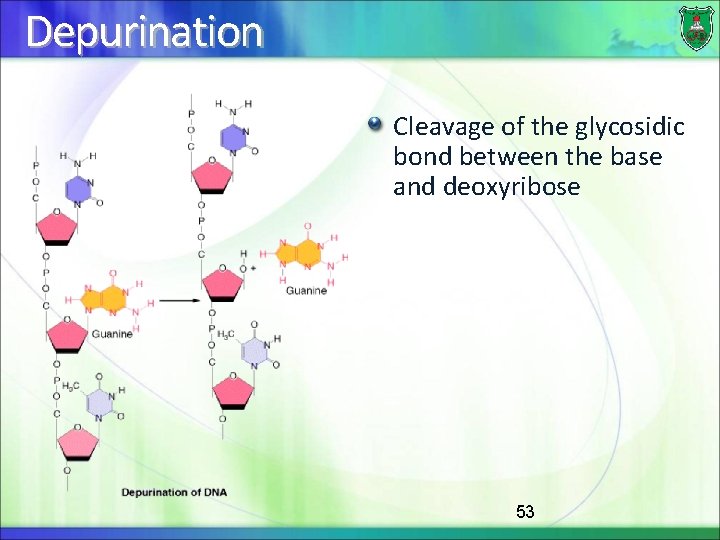 Depurination Cleavage of the glycosidic bond between the base and deoxyribose 53 