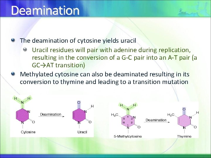Deamination The deamination of cytosine yields uracil Uracil residues will pair with adenine during