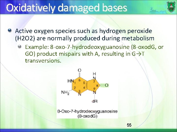 Oxidatively damaged bases Active oxygen species such as hydrogen peroxide (H 2 O 2)