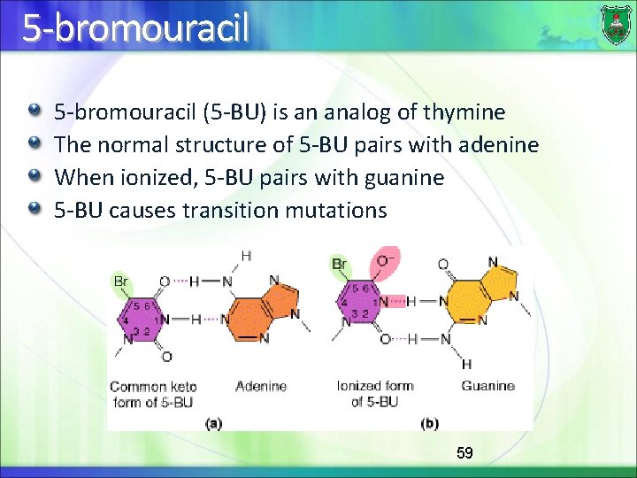 5 -bromouracil (5 -BU) is an analog of thymine The normal structure of 5