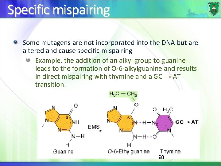 Specific mispairing Some mutagens are not incorporated into the DNA but are altered and