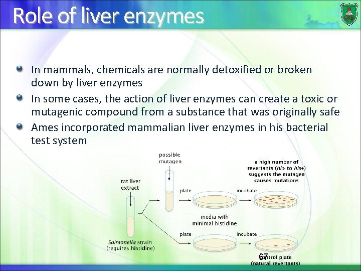 Role of liver enzymes In mammals, chemicals are normally detoxified or broken down by