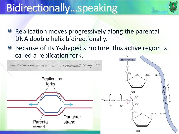 Bidirectionally…speaking Replication moves progressively along the parental DNA double helix bidirectionally. Because of its