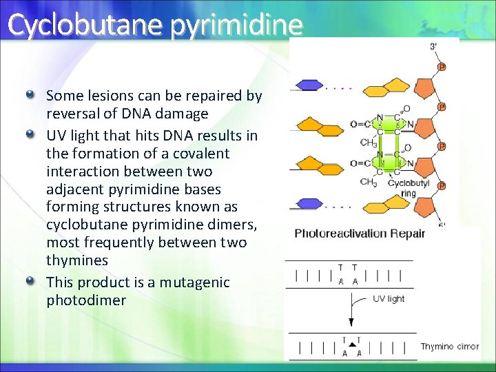 Cyclobutane pyrimidine Some lesions can be repaired by reversal of DNA damage UV light