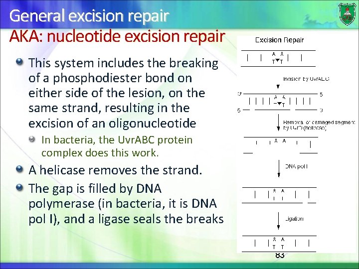 General excision repair AKA: nucleotide excision repair This system includes the breaking of a