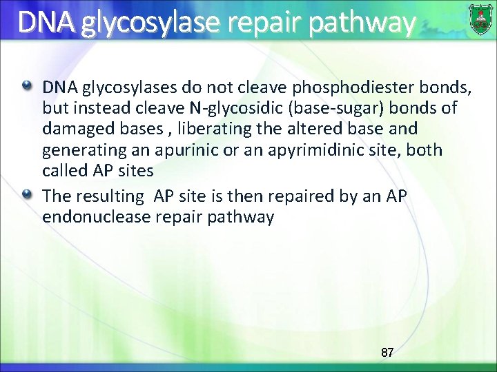 DNA glycosylase repair pathway DNA glycosylases do not cleave phosphodiester bonds, but instead cleave