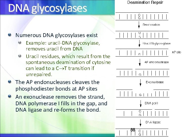 DNA glycosylases Numerous DNA glycosylases exist Example: uracil-DNA glycosylase, removes uracil from DNA Uracil