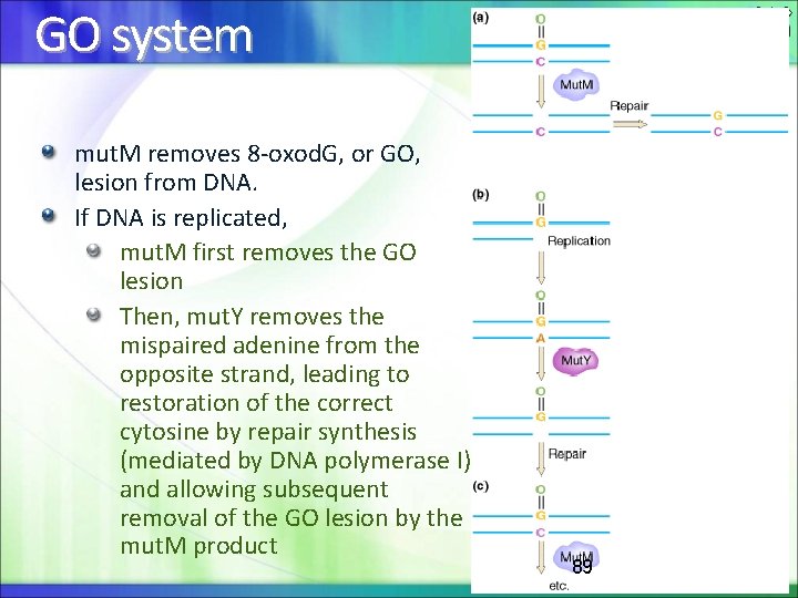 GO system mut. M removes 8 -oxod. G, or GO, lesion from DNA. If
