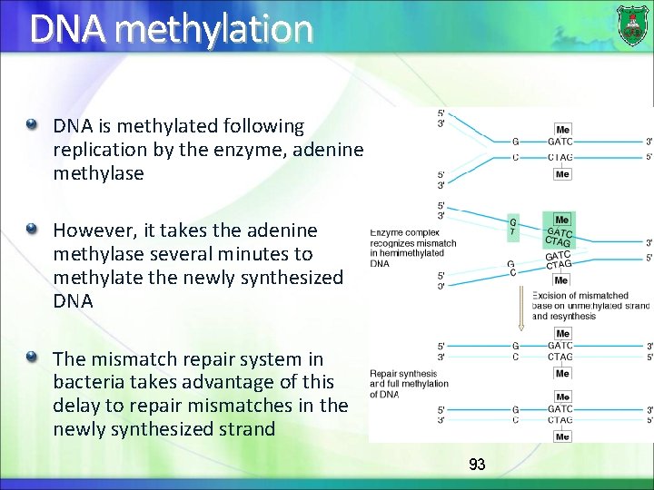 DNA methylation DNA is methylated following replication by the enzyme, adenine methylase However, it