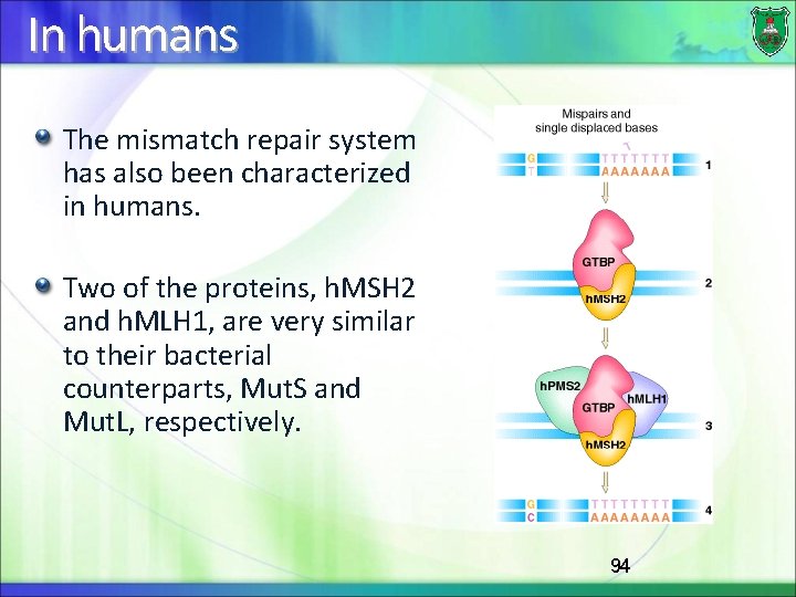 In humans The mismatch repair system has also been characterized in humans. Two of