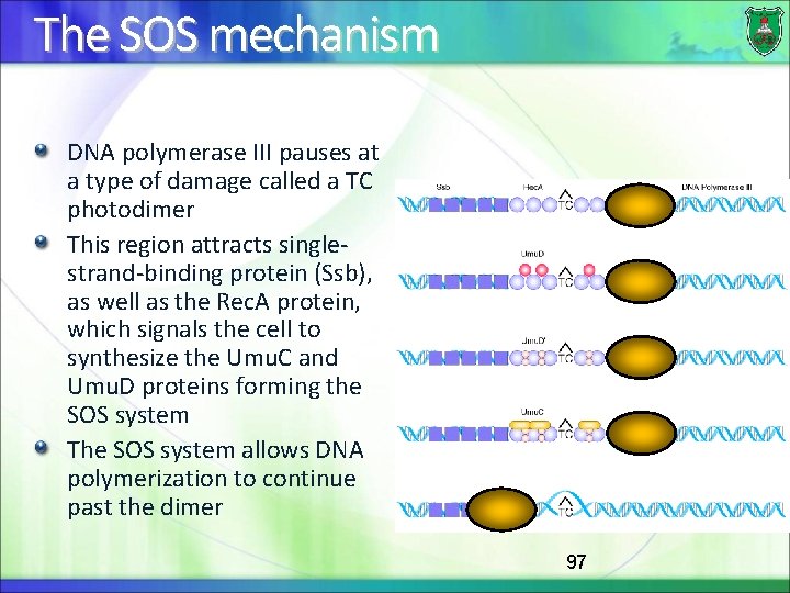 The SOS mechanism DNA polymerase III pauses at a type of damage called a
