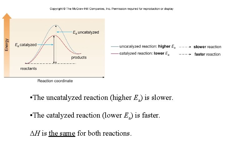  • The uncatalyzed reaction (higher Ea) is slower. • The catalyzed reaction (lower