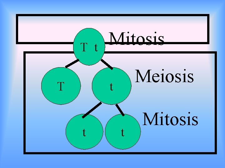 T t T Mitosis Meiosis t t t Mitosis 