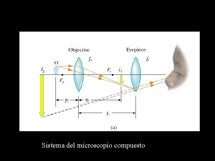 Sistema del microscopio compuesto 