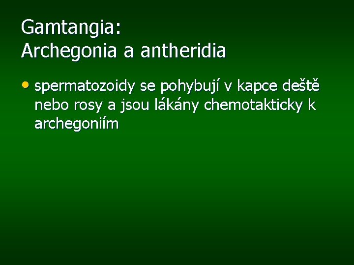Gamtangia: Archegonia a antheridia • spermatozoidy se pohybují v kapce deště nebo rosy a