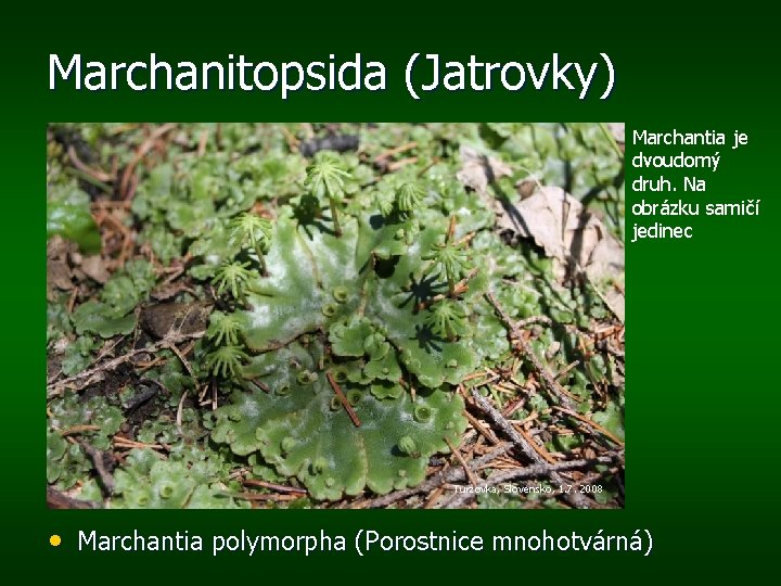 Marchanitopsida (Jatrovky) Marchantia je dvoudomý druh. Na obrázku samičí jedinec Turzovka, Slovensko, 1. 7.