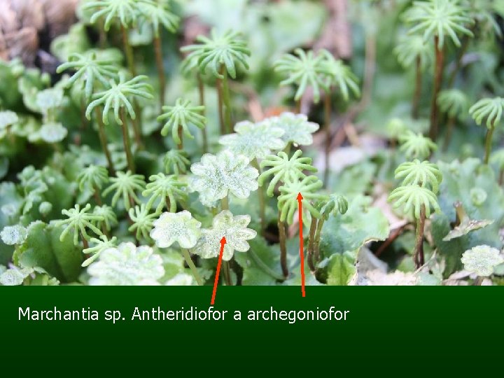 Marchantia sp. Antheridiofor a archegoniofor 