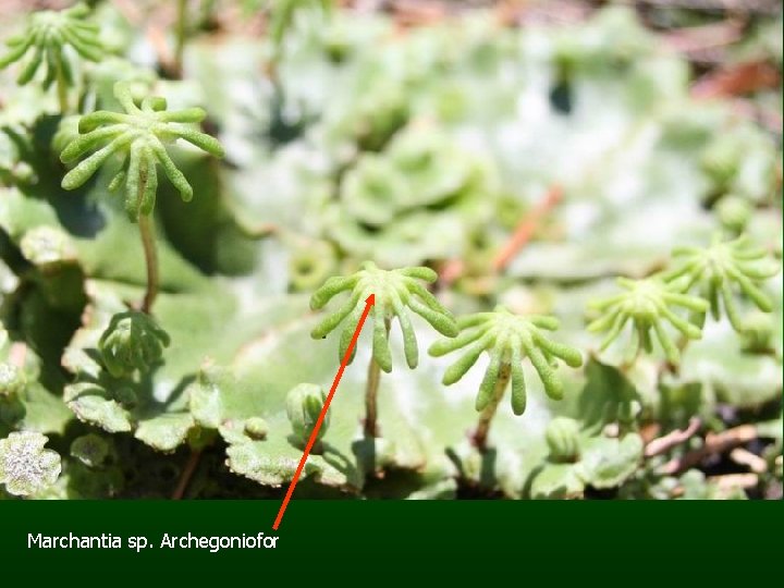 Marchantia sp. Archegoniofor 