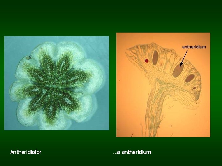 Antheridiofor …a antheridium 