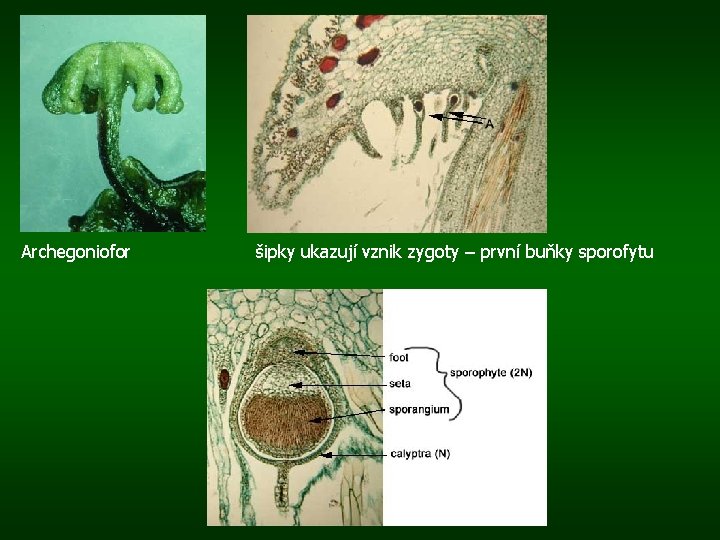 Archegoniofor šipky ukazují vznik zygoty – první buňky sporofytu 