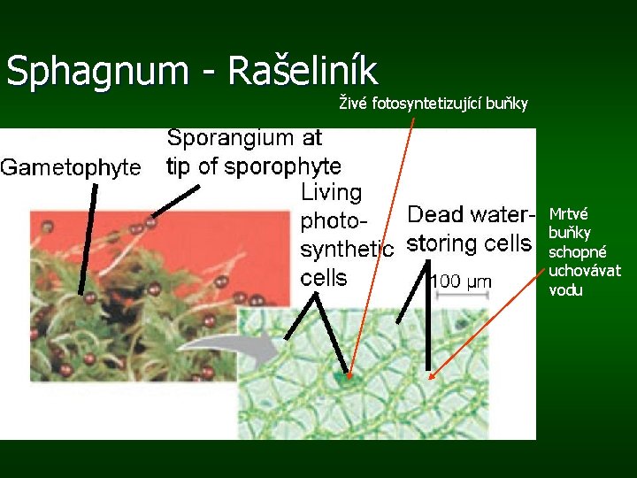 Sphagnum - Rašeliník Živé fotosyntetizující buňky Mrtvé buňky schopné uchovávat vodu 